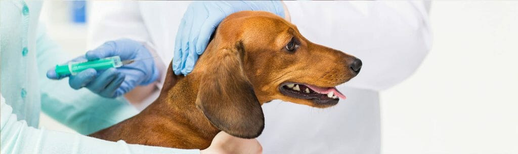 dog_vaccinations
