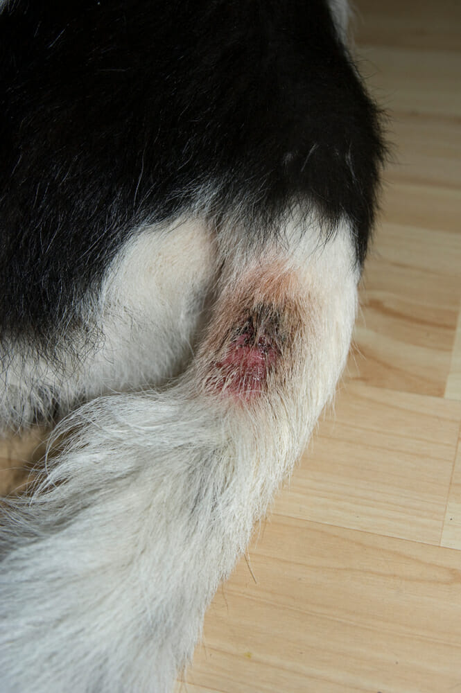 Hot Spots: What Are They and How Are They Treated? - Waterview Animal  Hospital